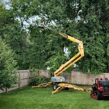 Best Lawn Disease Treatment  in Bent, NE