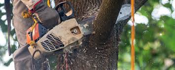 Best Emergency Tree Removal  in Bent, NE