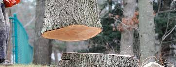Best Hazardous Tree Removal  in Bent, NE