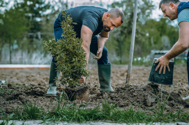 Best Pest Control for Lawns  in Bent, NE