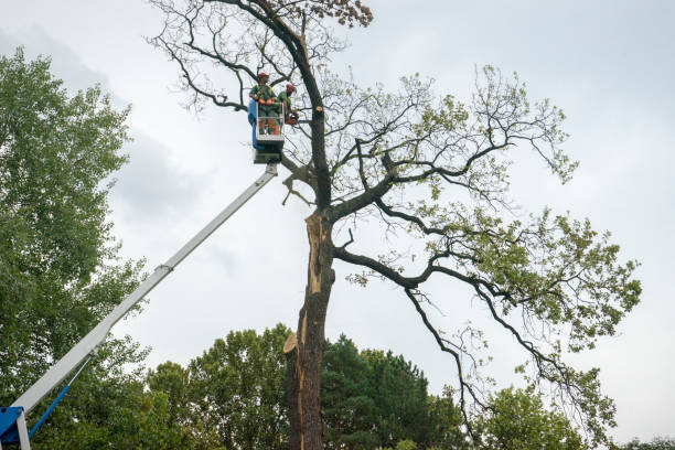 Best Tree Removal  in Bent, NE