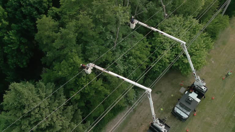 Professional Tree Services in Bennet, NE