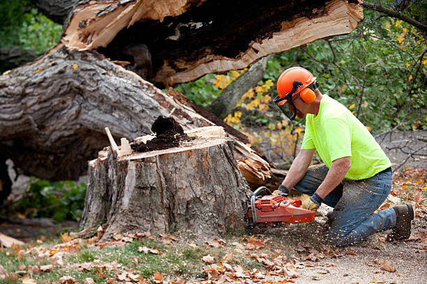 Best Firewood Processing and Delivery  in Bent, NE