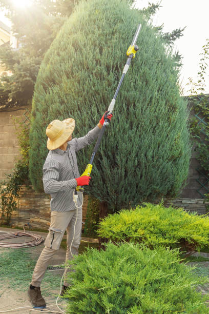 How Our Tree Care Process Works  in  Bennet, NE