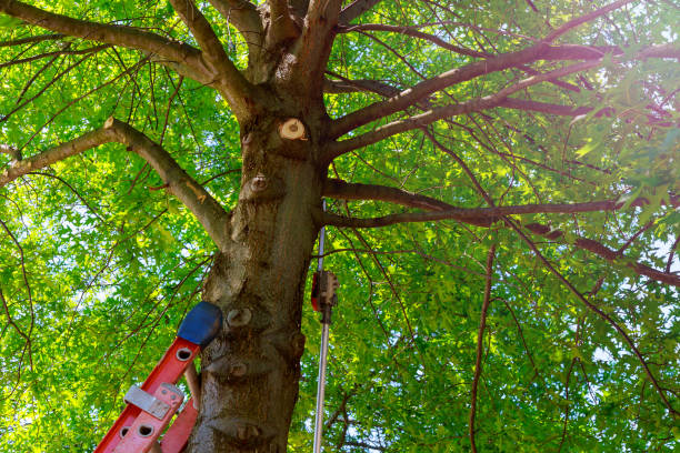 Best Tree Trimming and Pruning  in Bent, NE